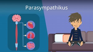 Parasympathikus • einfach erklärt: Definition und Funktion