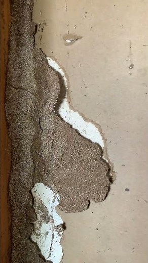 Drywall Termites