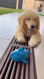 Beautiful 🩷 | Golden retriever