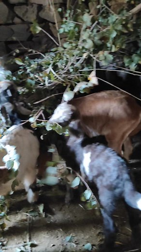 478 reactions · 6 comments | Bakriyon ke bacche Dekho chara kar rahe hain || #reelsvideoシ #facebookreelsvideoシ #reelsfbシ #facebookreelsviral #reelsviralシ #StarsEverywhere #reelsviralシfb #reelsviralfb #viralreelsシ #facebookreelsvideo #viralreels #facebookvideo #facebookreel #facebookreelsviralvideo #videoviralシ #newreels2024 #newreelsviral | Diwan Himachali Vlog | Facebook