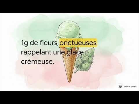 STARTER PACK CBD — la sélection découverte à prix malin | Green Owl