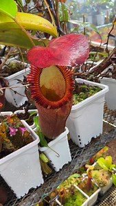 5.5K views · 432 reactions | That’s how a mouse is digested by a plant! N. rajah x edwardsiana | Jeremiah's Carnivorous Plants | Facebook