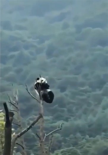 8.7M views · 156K reactions | Pandas Falling!!! 凉梁  Join our group : Animals Life. Thank you so much ❤ | Survival Animal | Facebook