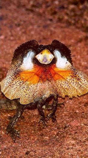 Behold Australia’s frilled-neck lizard (Chlamydosaurus kingii)