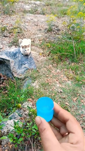 Thank you cat 😡🥛😹#shorts #cats