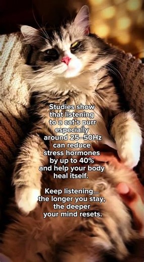 Cat Purring ASMR for Deep Calm & Focus | Relaxing Sounds to Reduce Stress & Anxiety