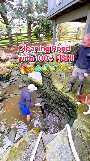 Transforming a Huge Backyard Pond with 100 Koi & Goldfish