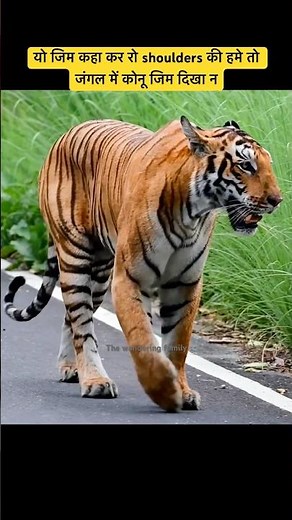 Tigers hind legs often lands on front paws watch it closely #tigers #amurtiger #tigersafari #shorts