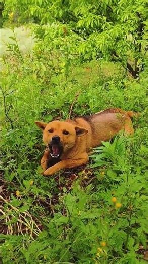 Dog leftovers: butterflies, grass, meat and bones~ The fragrance wraps around your fingertips, Past