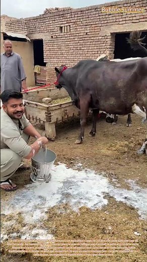 Incident dans une exploitation laitière : déversement inattendu pendant la traite