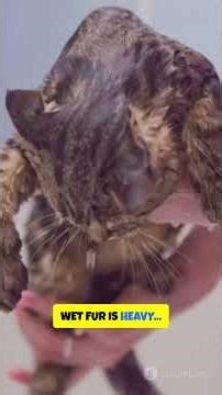 Why are cats afraid of water?