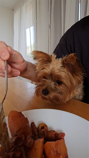 Service à l’assiette 🍽 | Le Tout Petit Griotte
