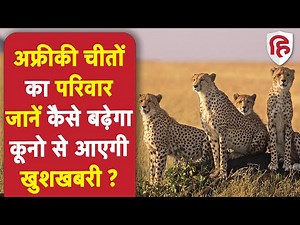 Cheetah Reproduction: चीतों का परिवार Kuno National Park में कैसे बढ़ेगा ? | Cheetah Meting | Calf