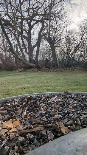dead tree explosion! #arborist #treefelling #treecutting #lumberjack