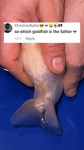 287K views · 4.5K reactions | There will be multiple fathers in this batch and for some babies it may be hard to tell who actually is the father but based on the characteristics, if the back is largely round and the top view is thinner it may be carrot, if the cheeks are extra chubby it may be Codeman, and if there is a dorsal fin it may be popsicle. Ultimately it will be hard to be certain but I may have an idea. #fish #goldfish #aquarium #ranchu #fishbreeding | Luke’s Goldies | Facebook