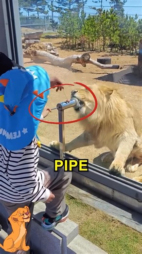 116K views · 91 reactions | Amazing Zoo Experience For Kids  | WORLD Vista | Facebook