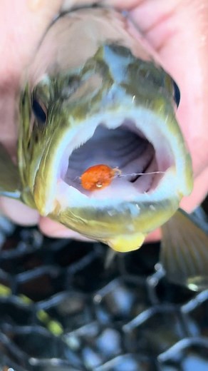 Mastering Egg Patterns for Brown Trout Fishing