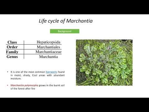 Marchantia gametophyte