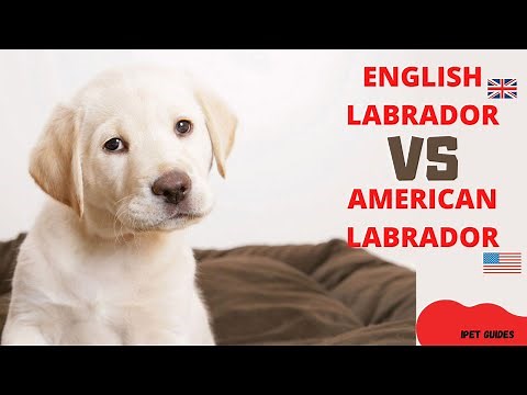 English Labrador vs American Labrador : What’s The Difference?
