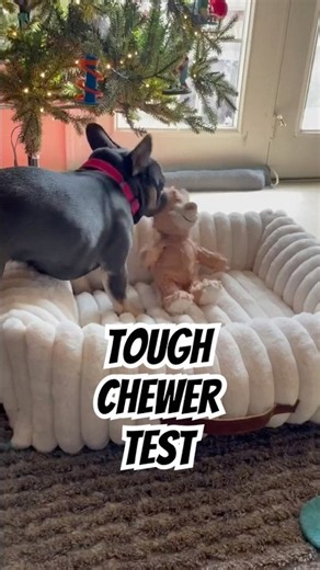 Tough Dog Toy For Aggressive Chewers?