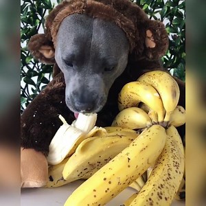 This dog loves the monkey life 󾌴󾌴󾁐 | UNILAD