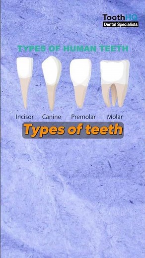 What are the different types of teeth in your mouth?