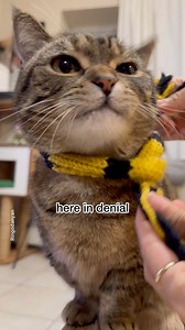 My cat, dreaming of Hogwarts🪄 #cat #FunnyCats #cutecat | Ringodanyan