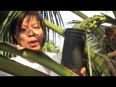 Palm Sugar, how it's made.