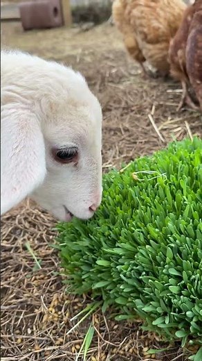 Lamb & Chickens Eat Barley Fodder
