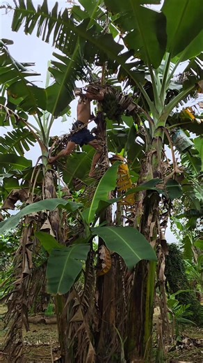 Vilem (@pinoy.x)’s videos with original sound - Vilem