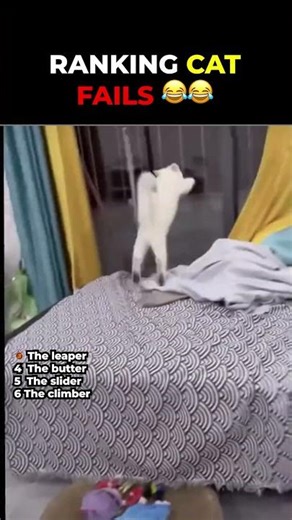 Ranking the WORST Cat Fails You'll See Today #funnycats #catcompilation #fails