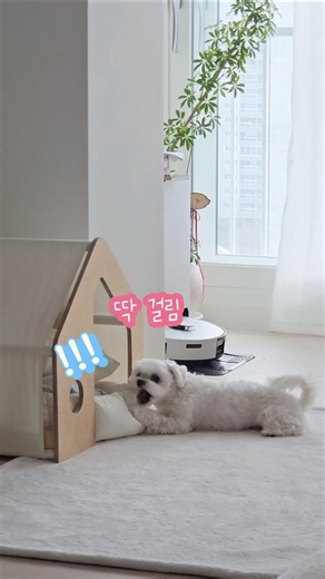 말티즈가 조용하면 무서운 이유(딱 걸림🚨) #말티즈 #강아지쇼츠 #maltese #shorts