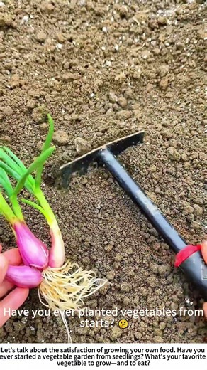 Planting Promise: Hand-Setting Vegetable Seedlings in the Soil 🧑🌾🌿