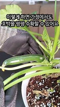 가정에서 애호박 길러 수확할 수 있는 쉬운 방법입니다. 덩굴 없는 쥬키니 호박을 심은후 꼭 이렇게 해주세요 #텃밭#애호박기르기#쥬키니기르기#호박수정하기#식물인공수정방법