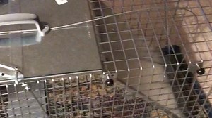 Watch Havahart large animal trap on Amazon Live