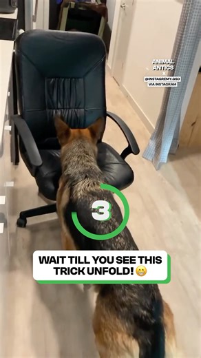 36K views · 1.4K reactions | Now that's a cool trick!  | Fluffy Animals | Facebook