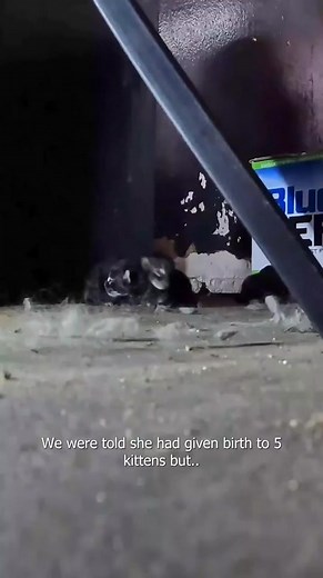 catsofsanbernardino on TikTok