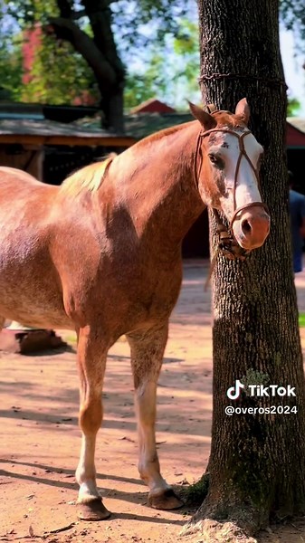 Discover the Beauty of Argentine Horses in the Countryside