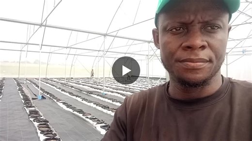 Greenhouse microclimate activation refers to the automated, sensor-driven regulation of internal environmental conditions—specifically temperature, humidity, light, and levels—to create optimal… | Chukwu A. Uka