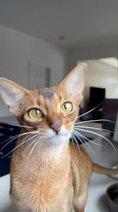 Guess how long it lasted 🤣 It’s funny, but Murcia is the most talkative at home. She always wants to share her feelings 🥹 Abyssinian cat chirping at birds #abyssinian #asmr #catlovers | Barcelona Cat