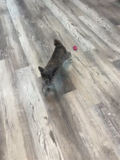 6.1K views · 148 reactions | ✨ Meet Rita: The Wobbly Explorer ✨ Rita...