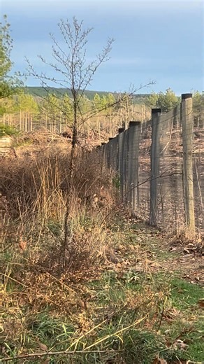 Rabbit hunting beagles showing of off their skills. They are looking for their forever pack! Message for more information. #beagle #rabbithunt | Ravenwood Beagle Farms