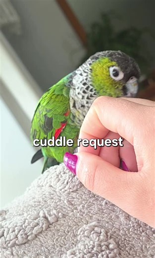 Conure Recovery: Sleepy After Injection, Seeks Cuddles