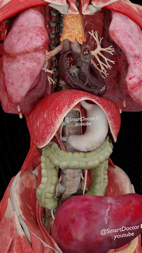 Smart Doctor on Instagram: "Who Controls the Body: Muscles, Organs, or the Nervous System? - - - - 🔍 Ever wondered what really fills the space beneath the skin? In this 3D female anatomy breakdown, each layer is peeled away in front of you: muscles slide aside, the rib cage opens, and the heart, lungs, liver, stomach, intestines, kidneys, uterus and ovaries appear exactly where they live inside a real body. The adult body contains over 600 muscles and around 100,000 km of blood vessels, and in
