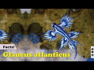 10 Unique Facts About the Glaucus Atlanticus | Echoes of Nature
