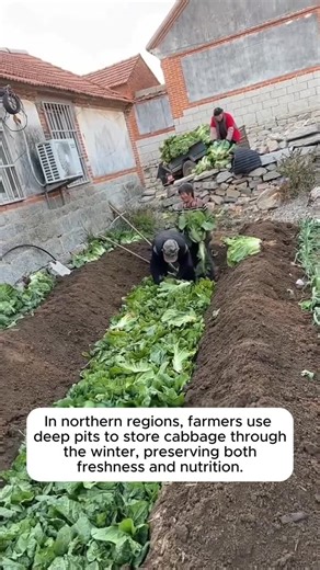 Amazing Garden on Instagram: "Tips for preserving cabbage"