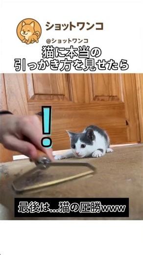 If you show a cat how to really scratch