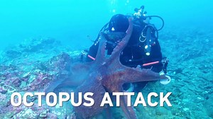 Octo-attack.