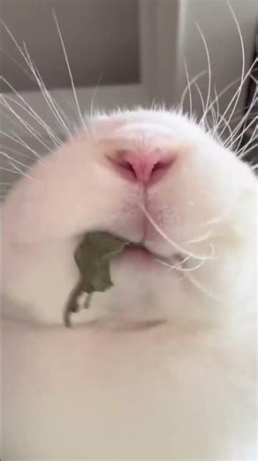 Fix My License Plate! DIY Inspection Guide Rabbit