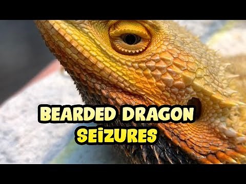 Bearded Dragon Seizures